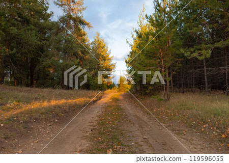 Scenic Drive Through Lush Spruce Forest in Autumn at Golden Hour Sunset with Tall Straight Trees 119596055