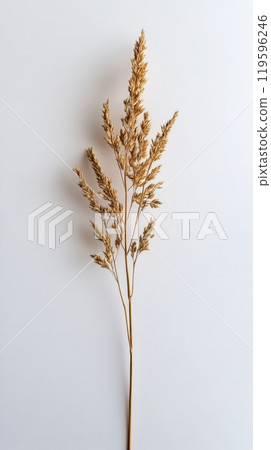 A detailed look at a dried golden grass stem against a simple white background 119596246
