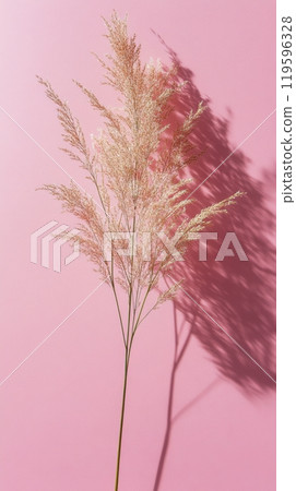 Soft pink backdrop with delicate dried grass arranged elegantly for a minimalist aesthetic 119596328