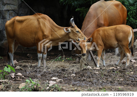 The female and baby red cow in nature garden 119596919