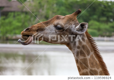 Close up head giraffe is show tougue in the garden 119596924