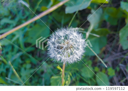 蒲公英絨毛、皇冠毛 119597112