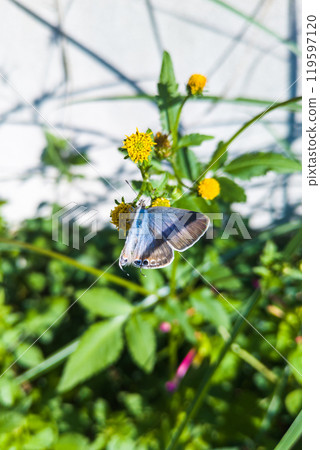 烏拉納米蜆呈現藍色表面 119597120