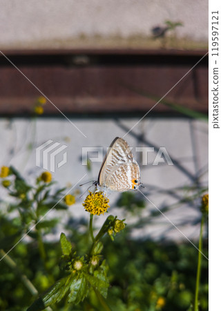 烏拉納米蜆顯示其波浪圖案的底面 119597121