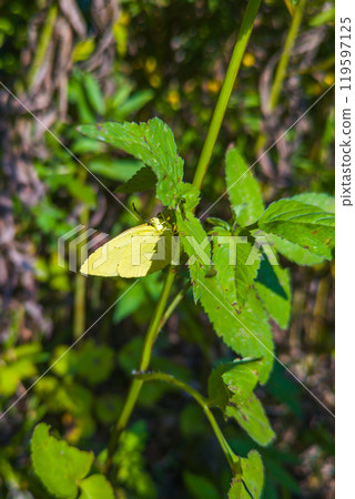 Northern Spotted Butterfly 119597125