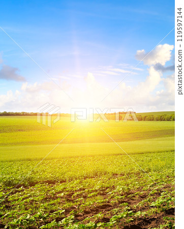 Dawn over field with young sprouts sunflower 119597144