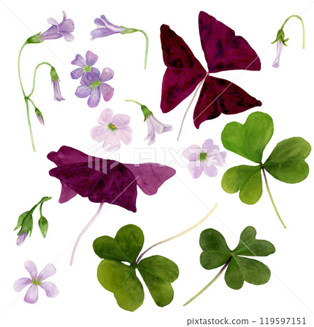 Watercolor set illustration of vibrant Oxalis Triangularis isolated on white background. 119597151