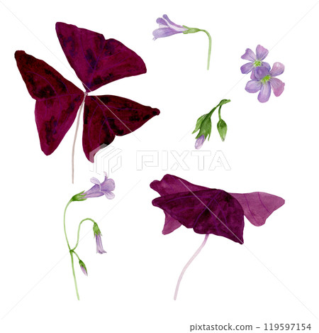 Watercolor set illustration of vibrant Oxalis Triangularis isolated on white background. Watercolor set illustration of vibrant Oxalis Triangularis isolated on white background. 119597154