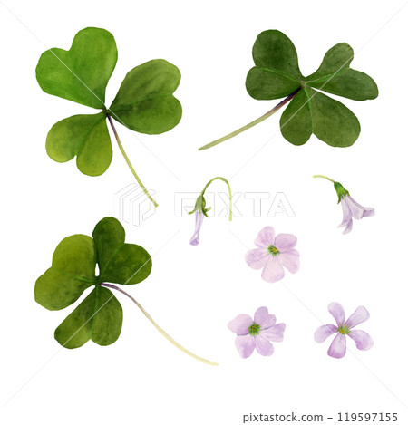 Watercolor set illustration of vibrant Oxalis Triangularis isolated on white background. 119597155