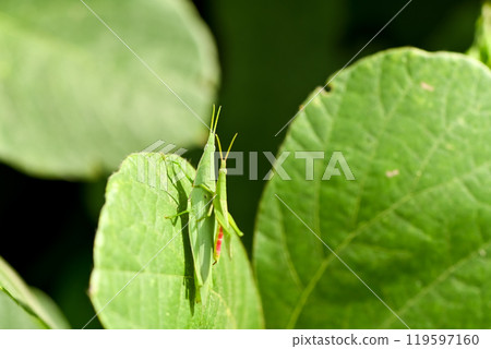 Atractomorpha lata 119597160