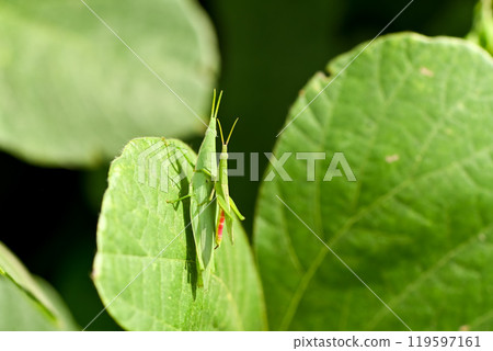 蒼朮 蒼朮 119597161