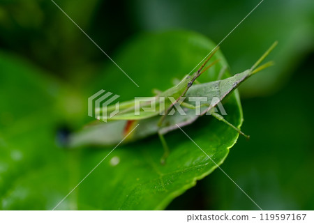 Atractomorpha lata 119597167