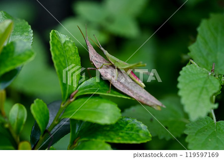 Atractomorpha lata Atractomorpha lata 119597169