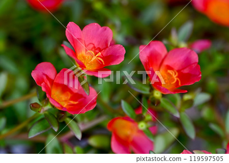 Portulaca 119597505