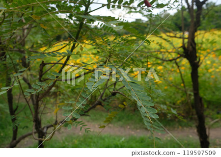 Red Sesbania Grandiflora  leaves 119597509