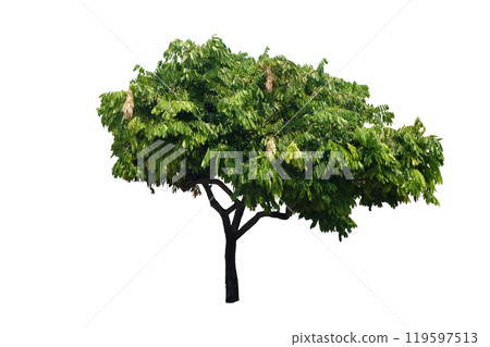 Brownea grandiceps is an evergreen tree Brownea grandiceps is an evergreen tree 119597513