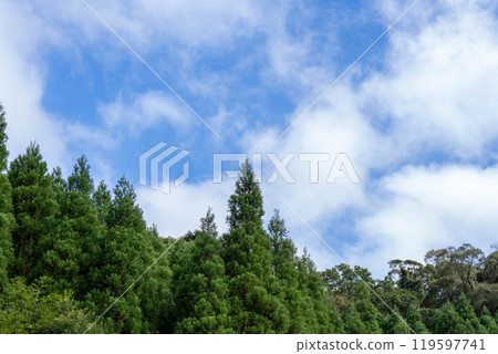 藍天、雲彩、針葉林和嫩葉 藍天、雲彩、針葉林和嫩葉 119597741