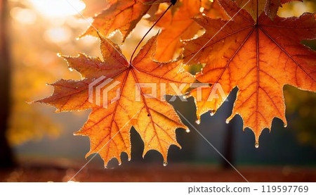 Backlit maple leaf 119597769