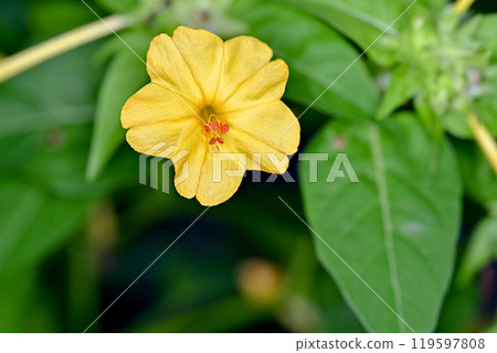 Yellow Mirabilis flower Yellow Mirabilis flower 119597808
