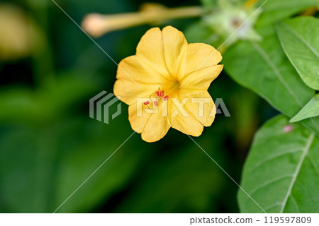 Yellow Mirabilis flower Yellow Mirabilis flower 119597809