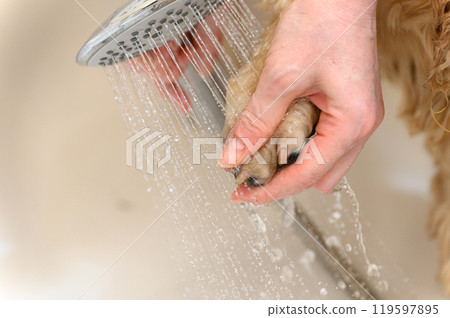 A woman washes a paw of Cocker Spaniel dog with shampoo. 119597895