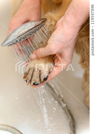 A woman washes a paw of Cocker Spaniel dog with shampoo. 119597896