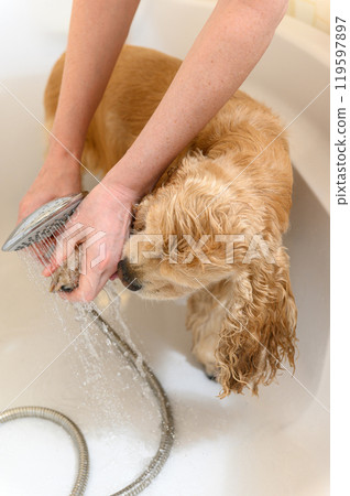 A woman washes a paw of Cocker Spaniel dog with shampoo. 119597897