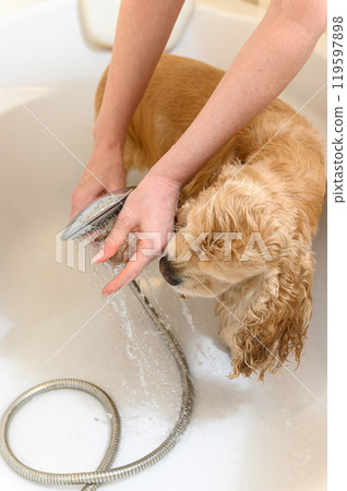 A woman washes a paw of Cocker Spaniel dog with shampoo. 119597898