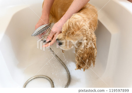 A woman washes a paw of Cocker Spaniel dog with shampoo. A woman washes a paw of Cocker Spaniel dog with shampoo. 119597899