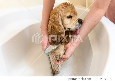 A woman washes a paw of Cocker Spaniel dog with shampoo. A woman washes a paw of Cocker Spaniel dog with shampoo. 119597900