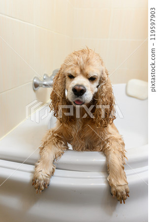 A wet spaniel stands on its hind legs in the bathtub. 119597903