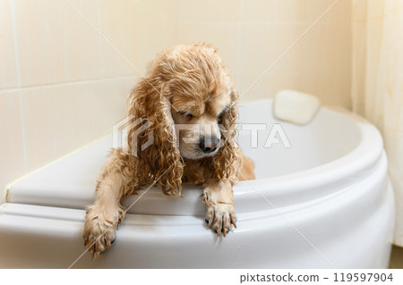 A wet spaniel stands on its hind legs in the bathtub. 119597904