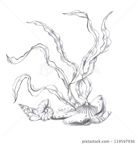 Seashells in seaweed, hand drawn pencil sketch. Isolated illustration in realistic style for fish restaurant design, menu, textile, printed products 119597936