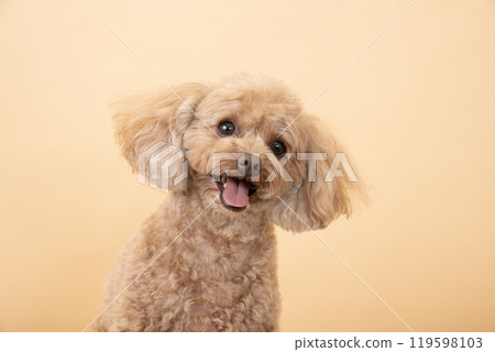 一隻米色背部微笑的玩具貴賓犬的半身像 119598103