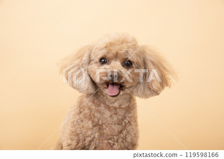 Beige back and smiling toy poodle bust 119598166