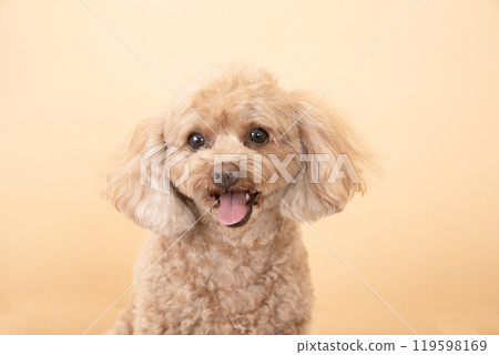 Beige back and smiling toy poodle bust 119598169