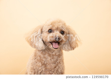 Beige back and smiling toy poodle bust 119598170