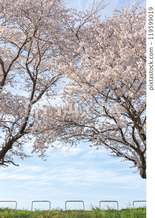 Cherry blossoms blooming in the park - Saitama City, Saitama Prefecture 119599019