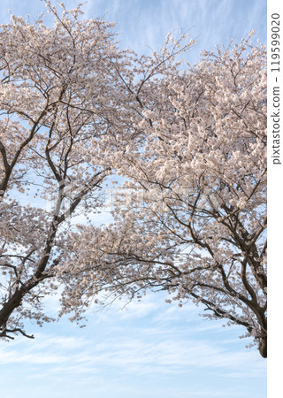 Cherry blossoms in full bloom against the blue sky - Saitama City, Saitama Prefecture 119599020