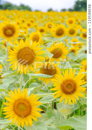 A field of blooming sunflowers - Tomioka City, Gunma Prefecture 119599036