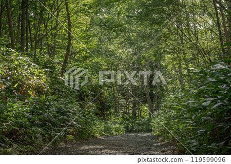 A forest road through a green forest - Yamanouchi Town, Shimotakai District, Nagano Prefecture 119599096