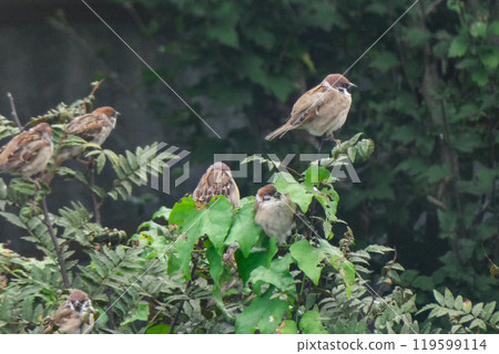 A playground for endangered sparrows A playground for endangered sparrows 119599114