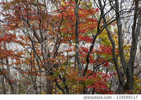 Bright autumn and yellow foliage on the feather fan of Hachimantai, Iwate Prefecture Bright autumn and yellow foliage on the feather fan of Hachimantai, Iwate Prefecture 119599117