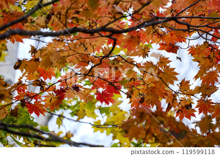 Bright autumn and yellow foliage on the feather fan of Hachimantai, Iwate Prefecture Bright autumn and yellow foliage on the feather fan of Hachimantai, Iwate Prefecture 119599118