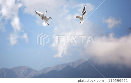 Fight of two seagulls in the air 119599451