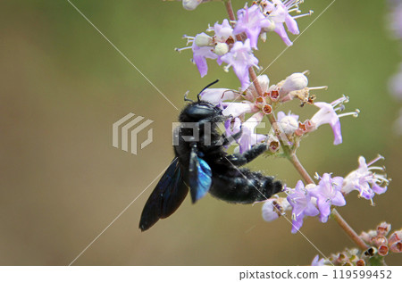 Carpenter bee foraging on a flower 119599452