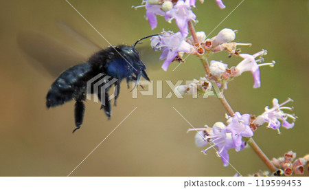 Carpenter bee in flight Carpenter bee in flight 119599453