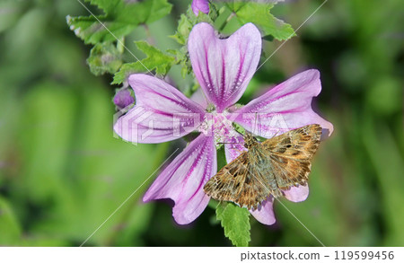 A mallow skipper  sits on a purple common mallow 119599456