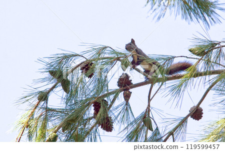 Eurasian red squirrel sitting on a tree 119599457