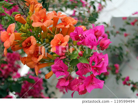 Campsis grandiflora and bougainvillea flowers close up Campsis grandiflora and bougainvillea flowers close up 119599494